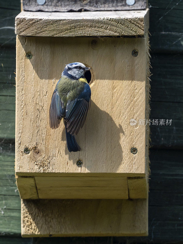 巢箱蓝山雀(Cyanistes caeruleus)